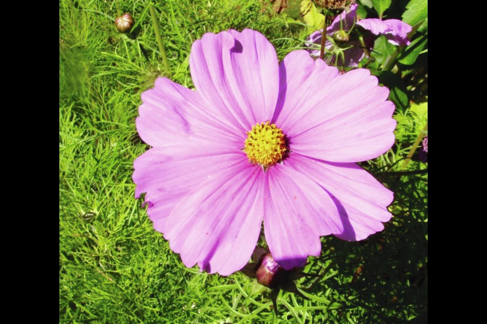 Dwarf Sensation cosmos has the same large flowers as the original Sensation variety, but on plants just 60 cm tall. Helen Chesnut