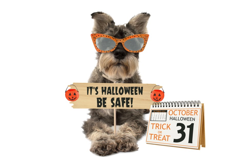 Halloween pet safety