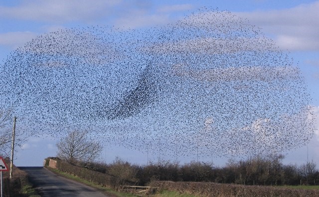 murmuration