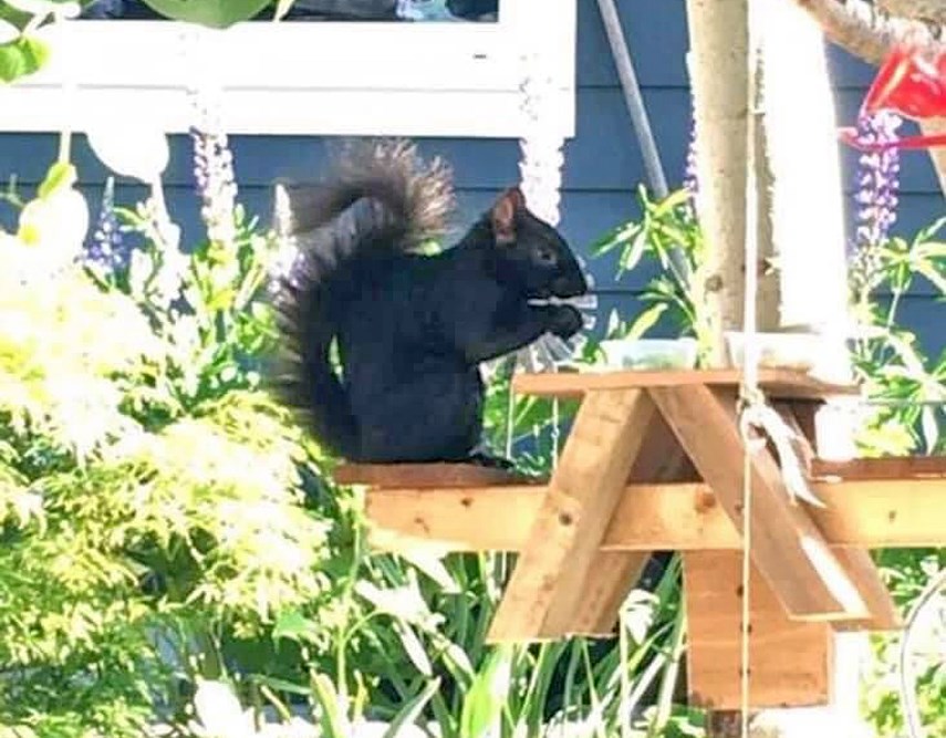 North Van youth raises money for charity by selling mini picnic tables for squirrels_1