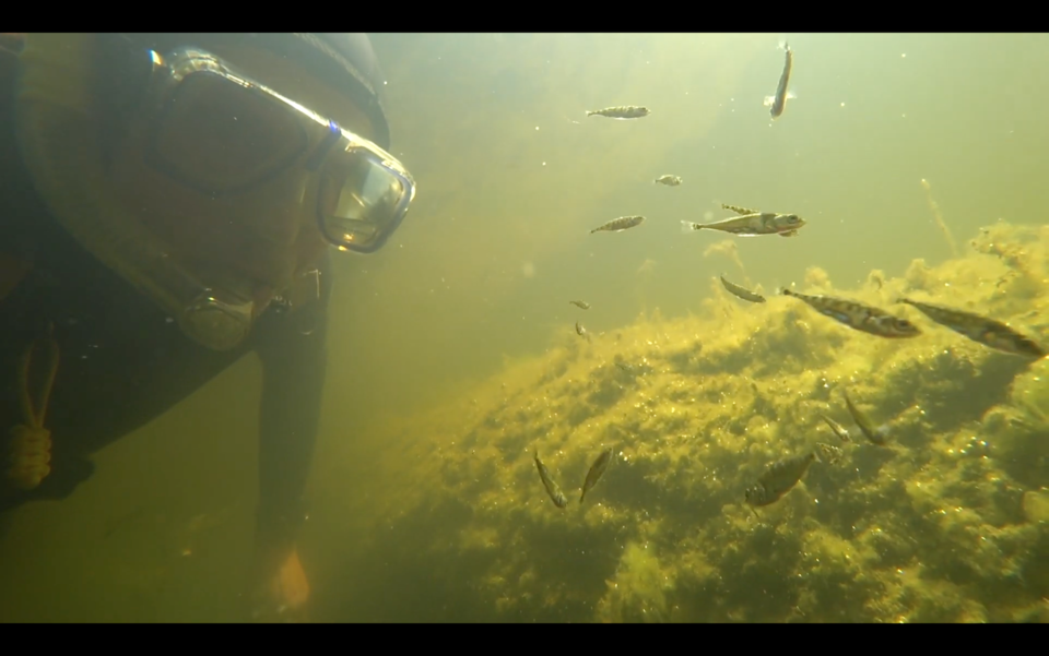 Scuba diver's face under water with fish teeming around