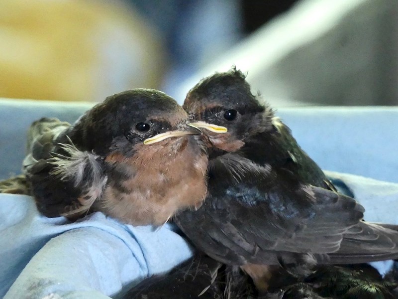 Powell River Orphaned Wildlife Society