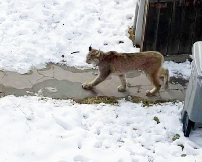 bobcat