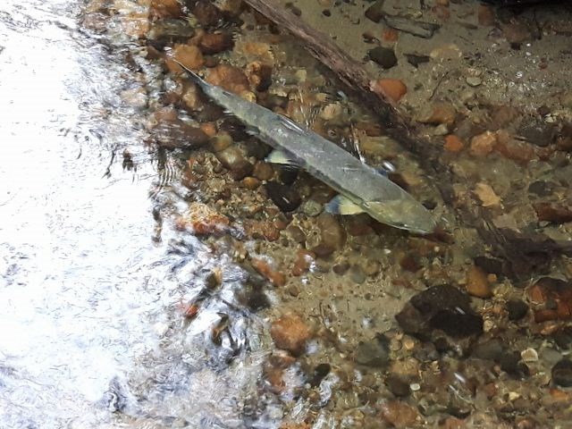 A chum salmon takes a rest in Hoy Creek.