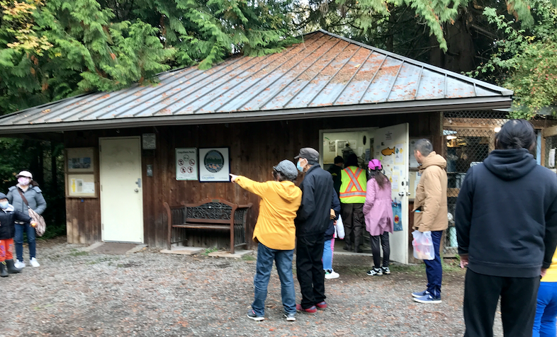 Crowd gathers for open house Sunday with Rodney Lee at the Hoy Creek Salmon Hatchery in Coquitlam where visitors can witness salmon return in the creek.