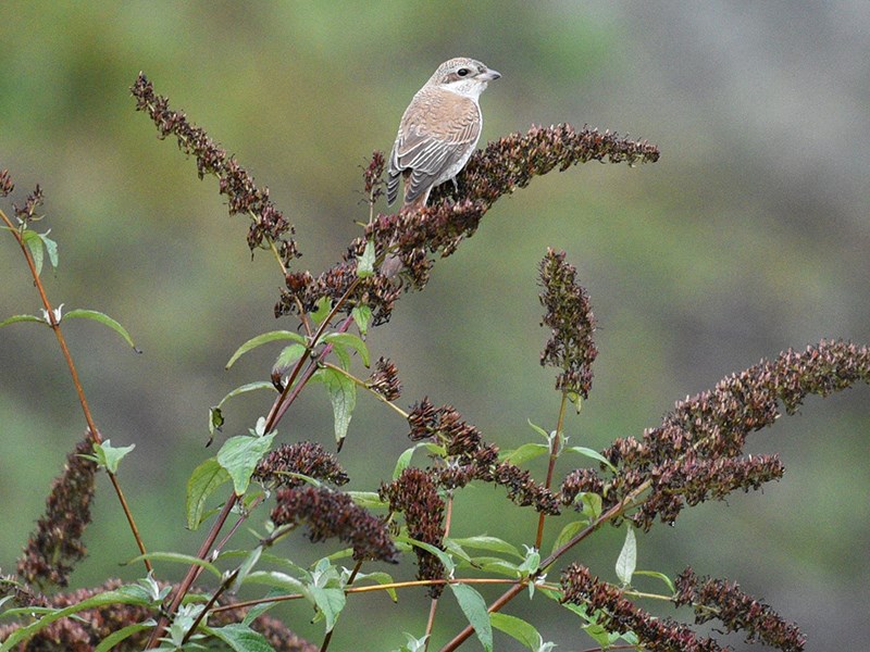 RARE BIRD: Birder Iwan van Veen discovered a red-backed shrike, which had never been seen in continental North America before, while taking a walk along Fernwood Avenue in Powell River. The sighting of the bird has attracted birders from out of town, who were able to spot the rarity. Iwan van Veen photo