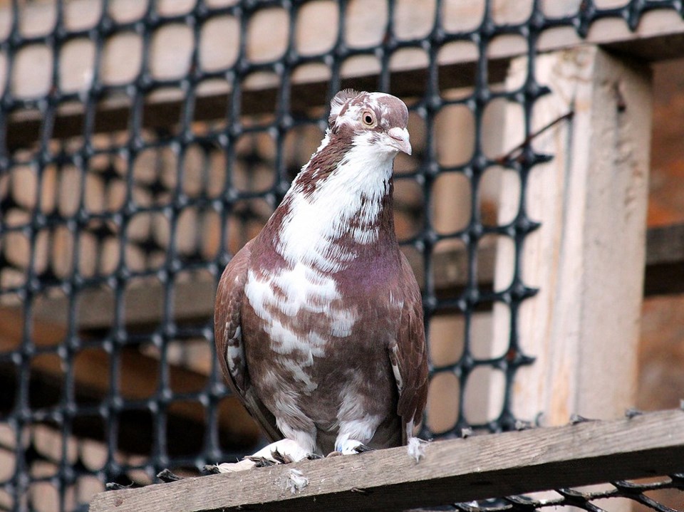 pigeon racing