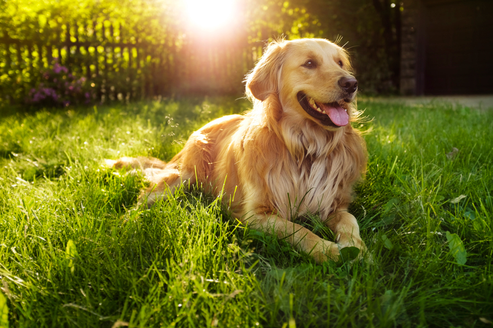 Pets sales all natural