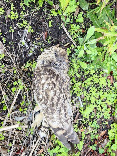 TC_65534_web_OWL-DEAD.jpg