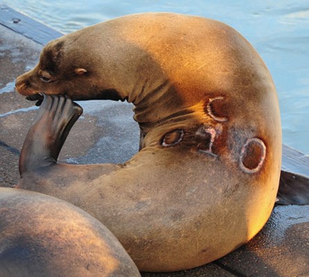 Many California sea lions are permanently branded with a hot iron for identification purposes.