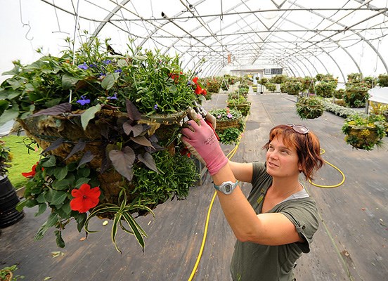 Trades gardener Rebecca Byrne trims a hanging basket.