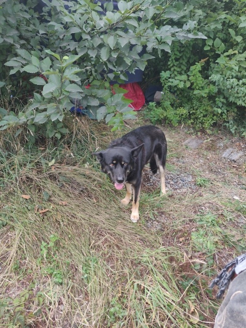 The dog police call "Max."