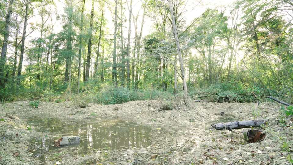 bcit wetland guichon creek burnaby