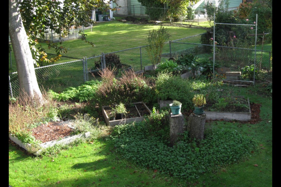 The flowers and herbs in my vegetable garden have gone to seed, offering important nourishment to songbirds, November 2020. Photo: © S. Eiche