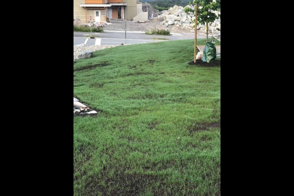 After TerraStar grass is seeded using salvaged pulp from Squamish Terminals.