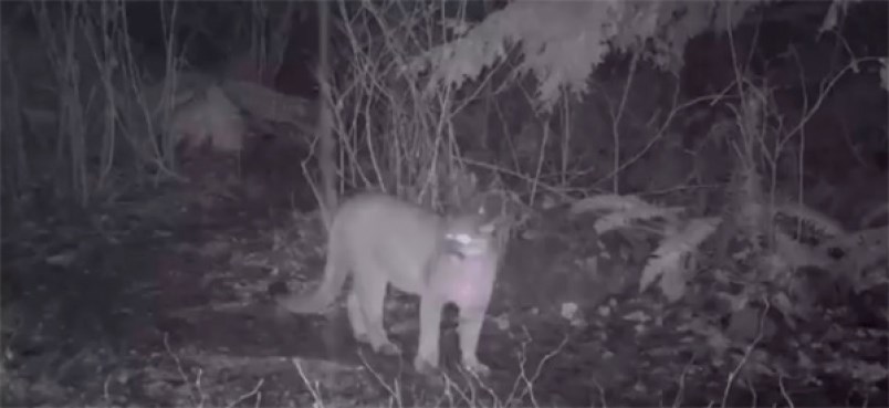 A cougar captured on surveillance video in Port Moody