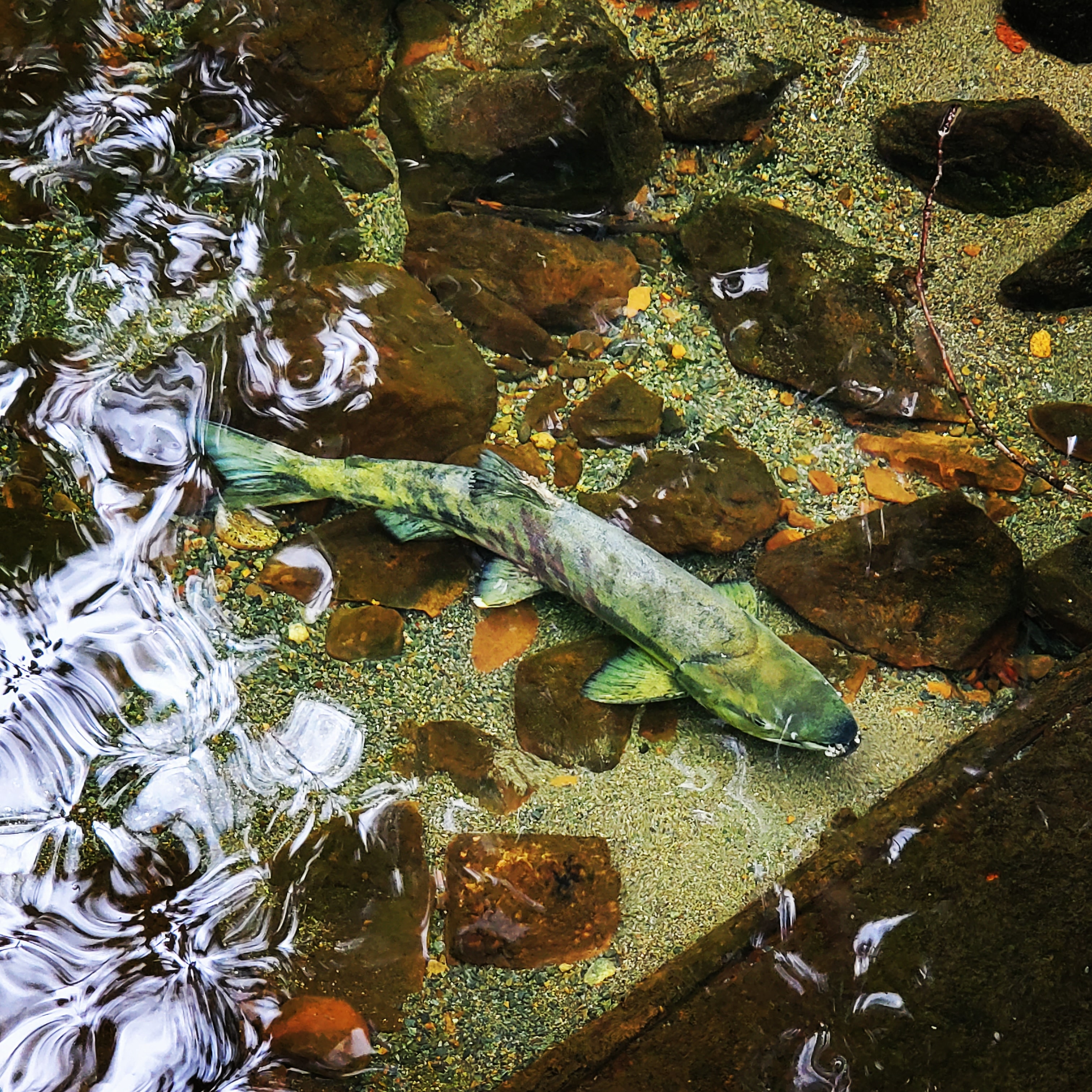 Volunteer group raises alarm after two fish killed in Port Coquitlam creek  - Tri-City News
