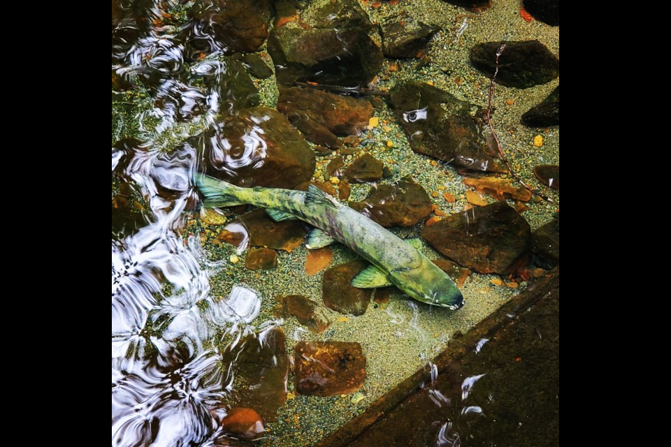 Salmon are returning to Coquitlam and Port Coquitlam creeks to spawn, including this fish photographed in Hoy/Scott Creek by Caleb Guidos. Local streamkeeper groups want you to know it's illegal to catch and kill them.