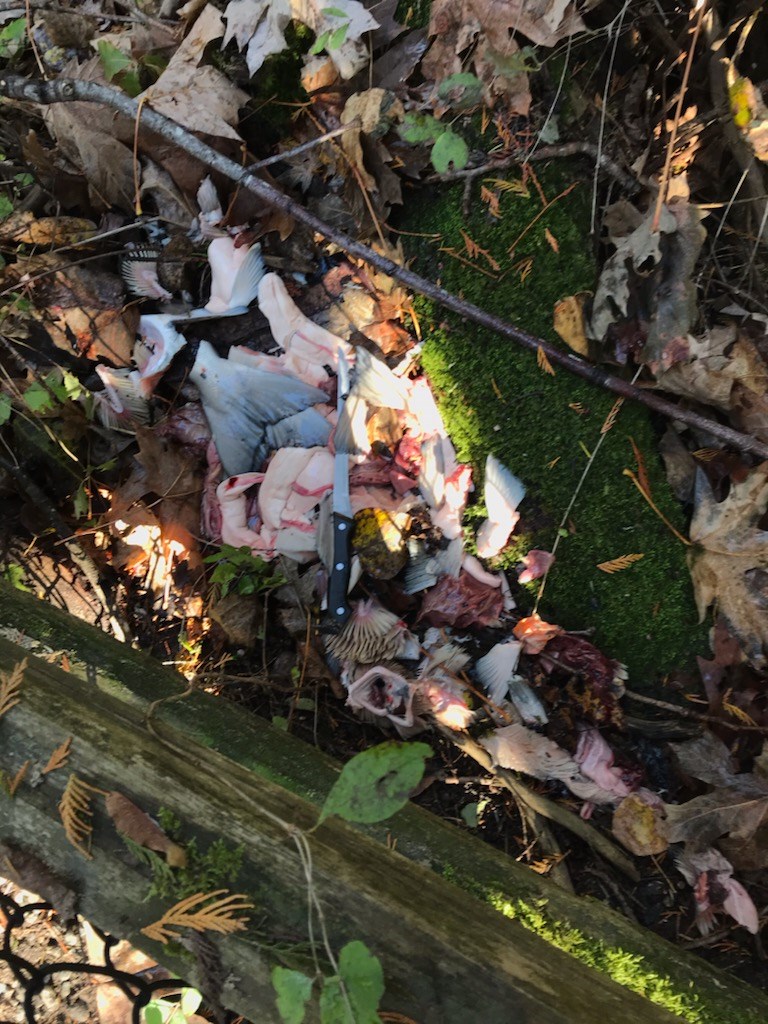 The remains of two salmon and a knife that were spotted