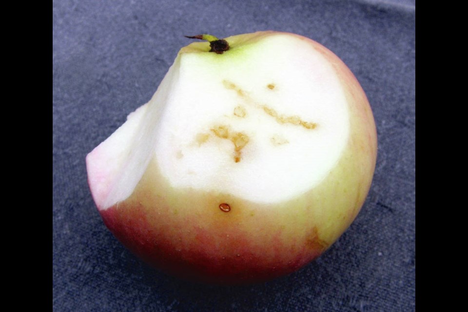 Apple maggot larvae create feeding trails through the flesh of the fruit. HELEN CHESNUT
