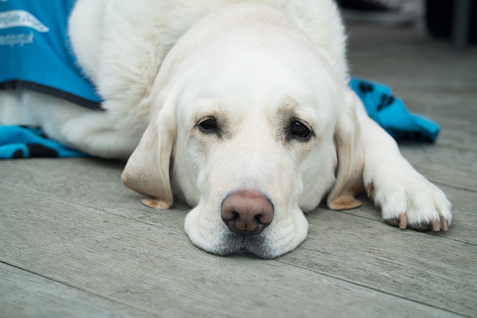 Free Zoom meetings tells touching stories about the role of guide dogs - Richmond News Free Zoom meetings tells touching stories about the role of guide dogs - Richmond News