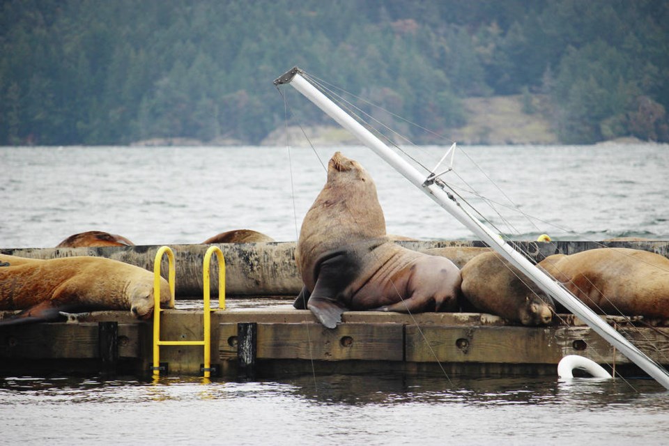 sea lion ONE-TIME USE