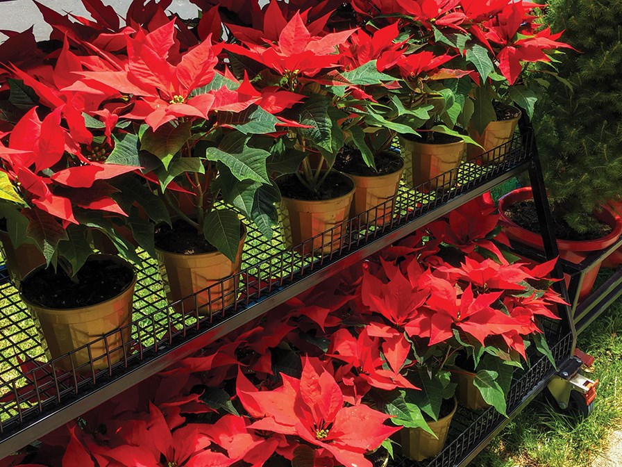 poinsettias