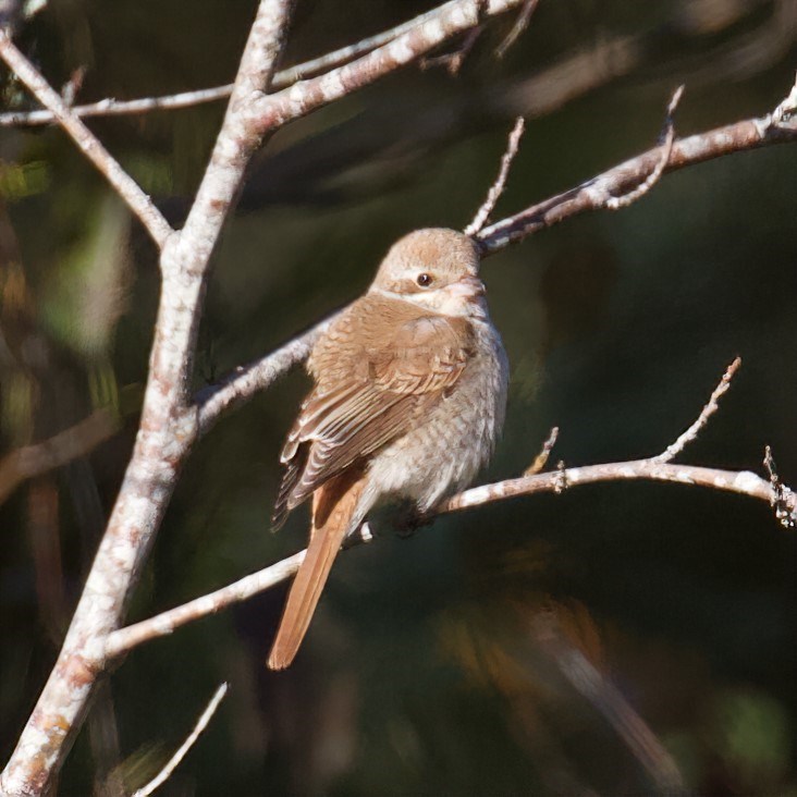 birding