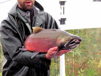 With returning salmon and the ongoing public health crisis, one Port Coquitlam hatchery is offering 'bubble tours'