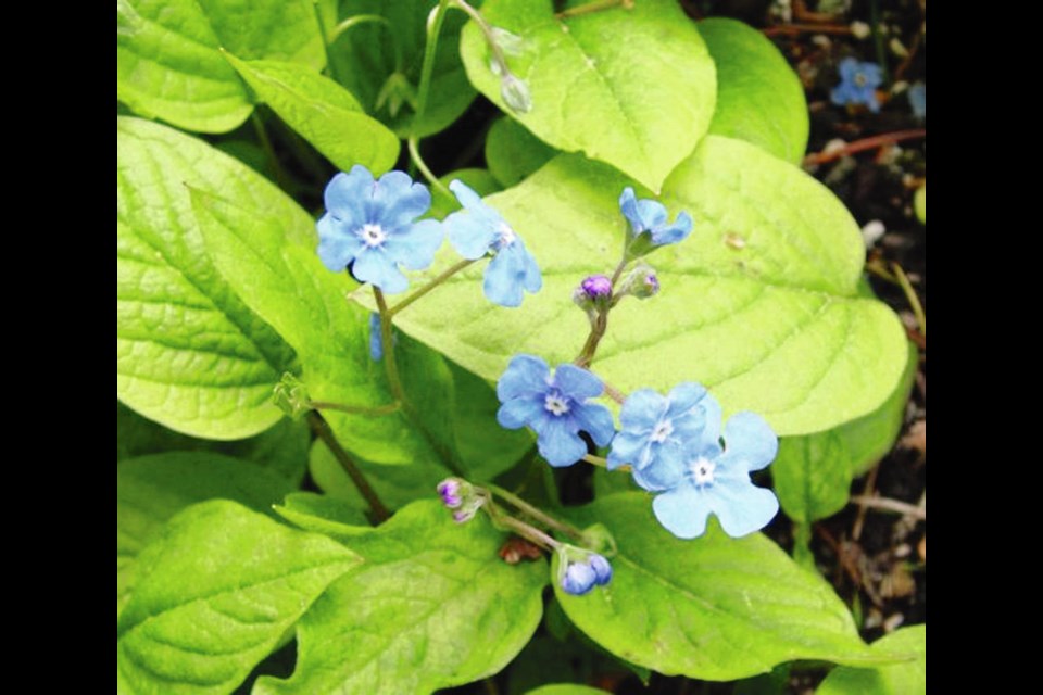 Omphalodes verna creates a carpet of bright green leaves and white-eyed blue flowers early in the spring. Helen Chesnut