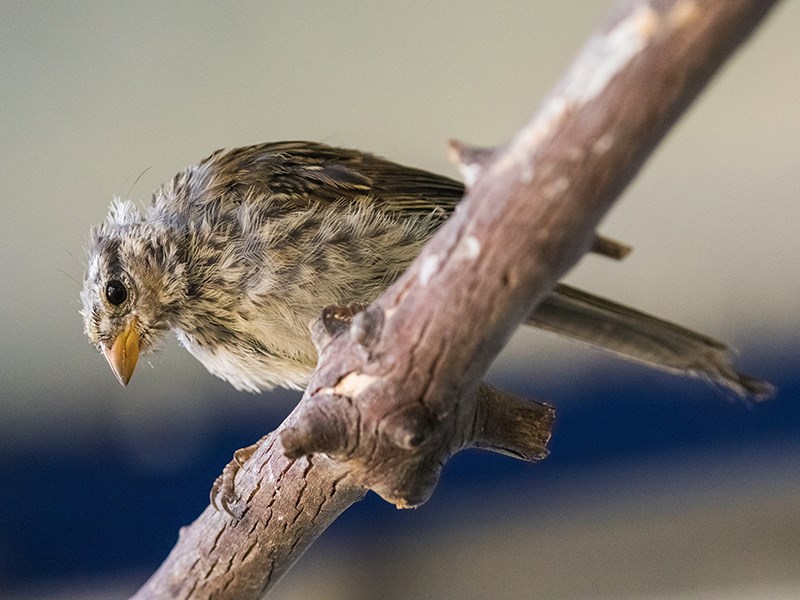 Powell River Orphaned Wildlife Society