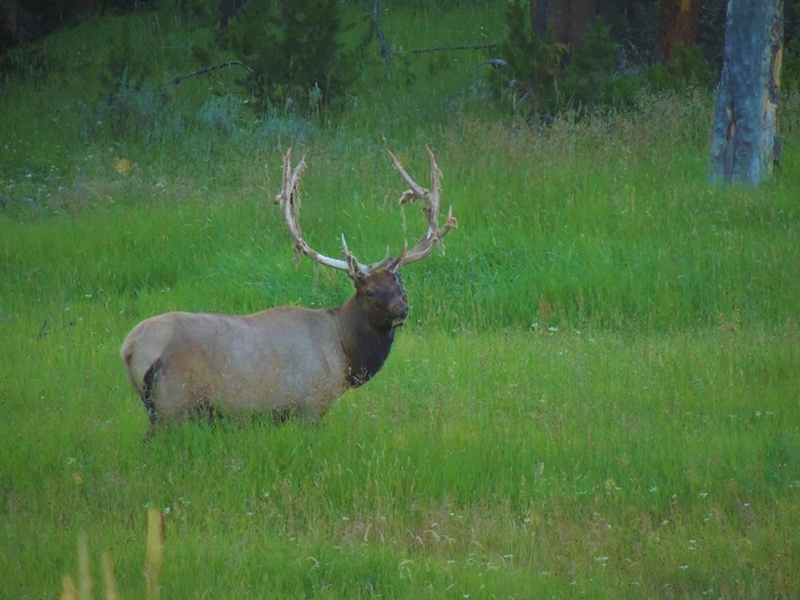 A Roosevelt elk,
