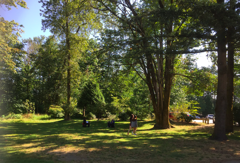 Port Coquitlam tree canopy bylaws