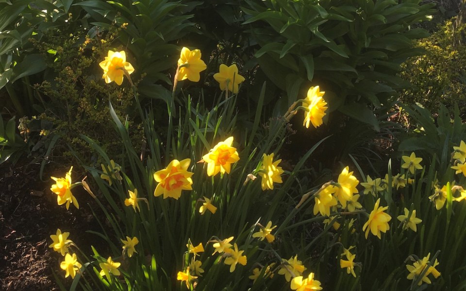 Daffodils like these will be waiting to emerge come spring.