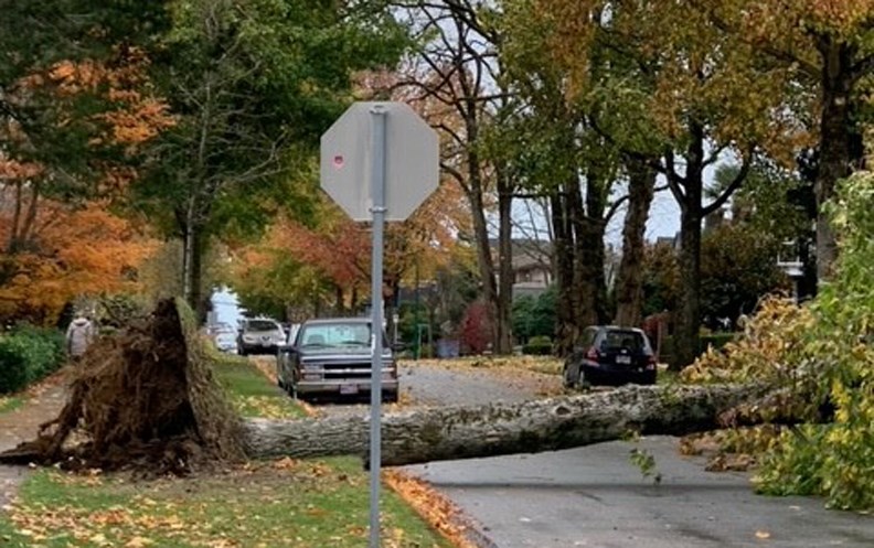 tree down wind heights