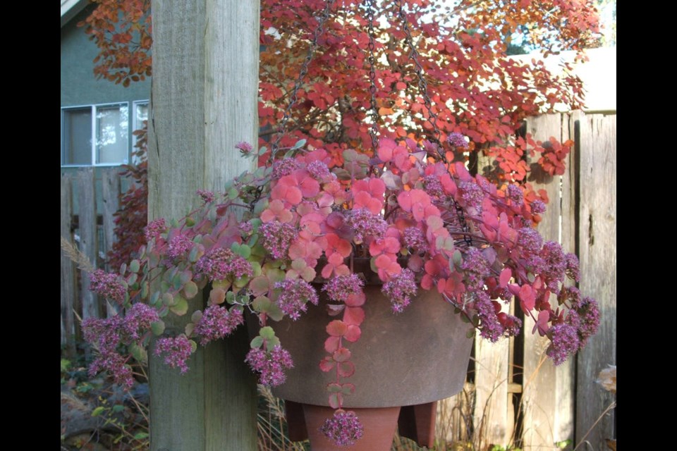 Over four cold days in early November, a hardy sedum in a hanging basket continued changing its brilliant fall colouring. Helen Chesnut