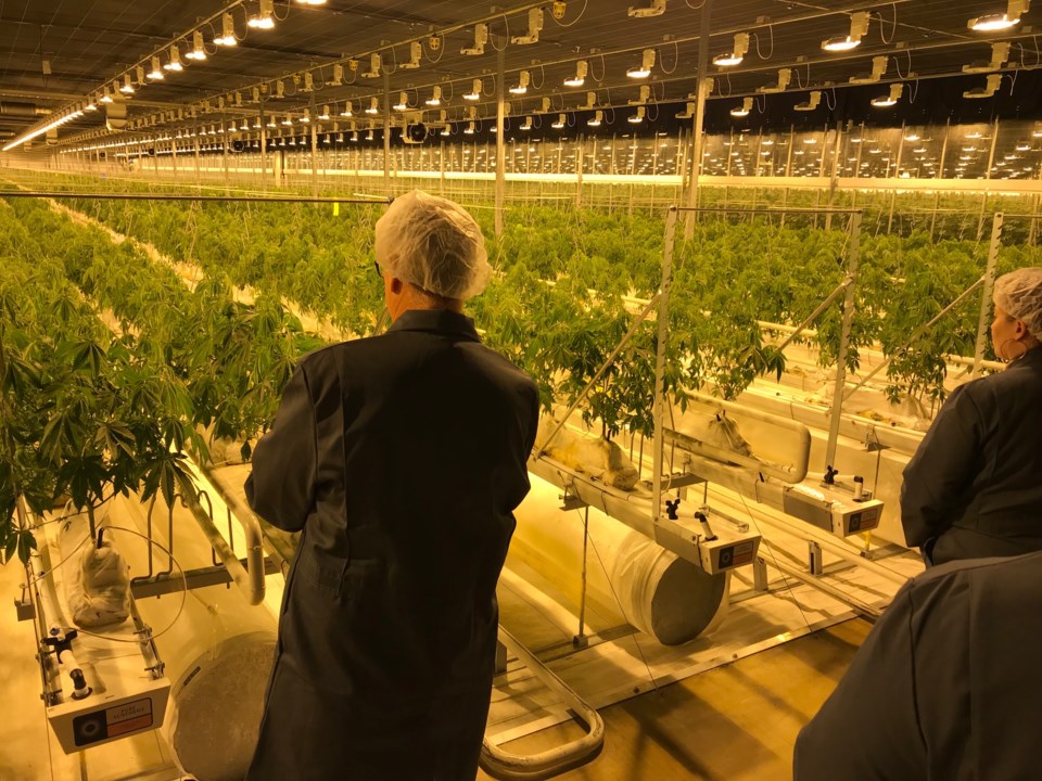 delta cannabis grower