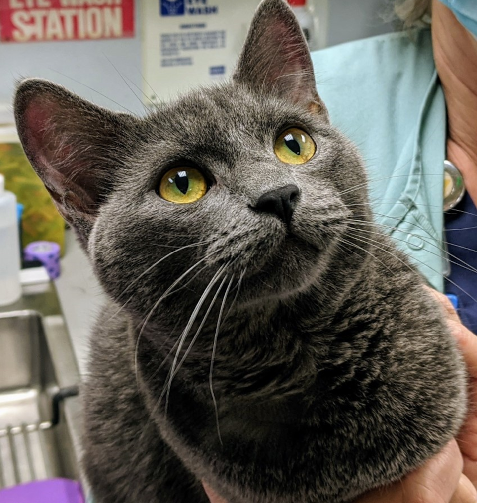 BC SPCA cat