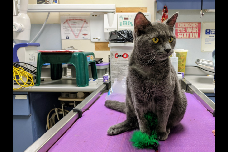 A pair of male cats were subjected to an at-home neutering. Sadly one did not survive.