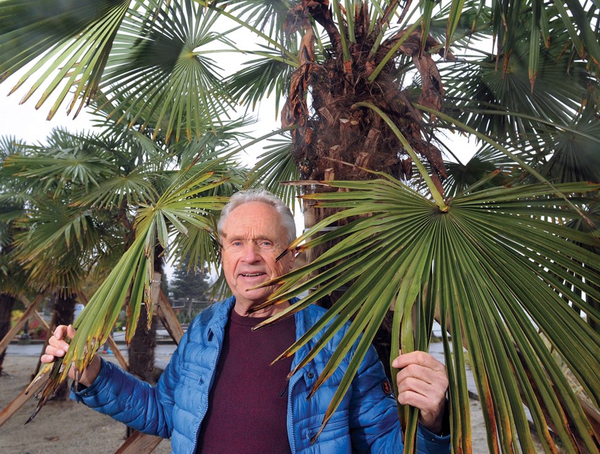palm trees pinkowski