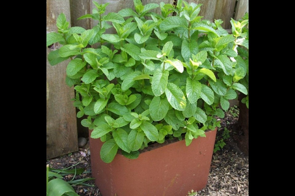 Mint does well growing in bottomless plant pots, buckets or chimney flue liners. The confines prevent the mint from spreading aggressively into neighbouring areas. Helen Chesnut photos