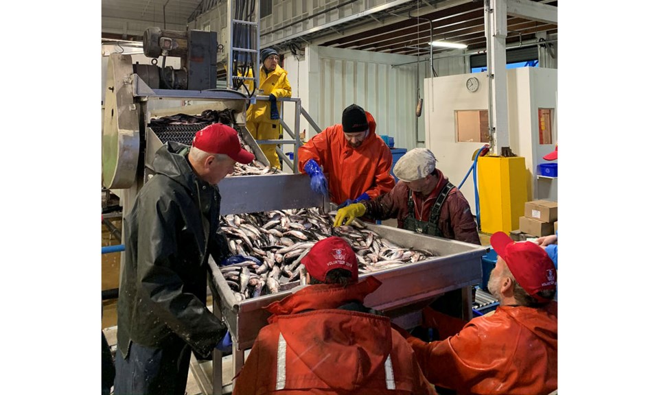 Fishermen Helping Kids with Cancer Herring sale