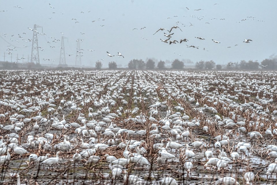 snow geese