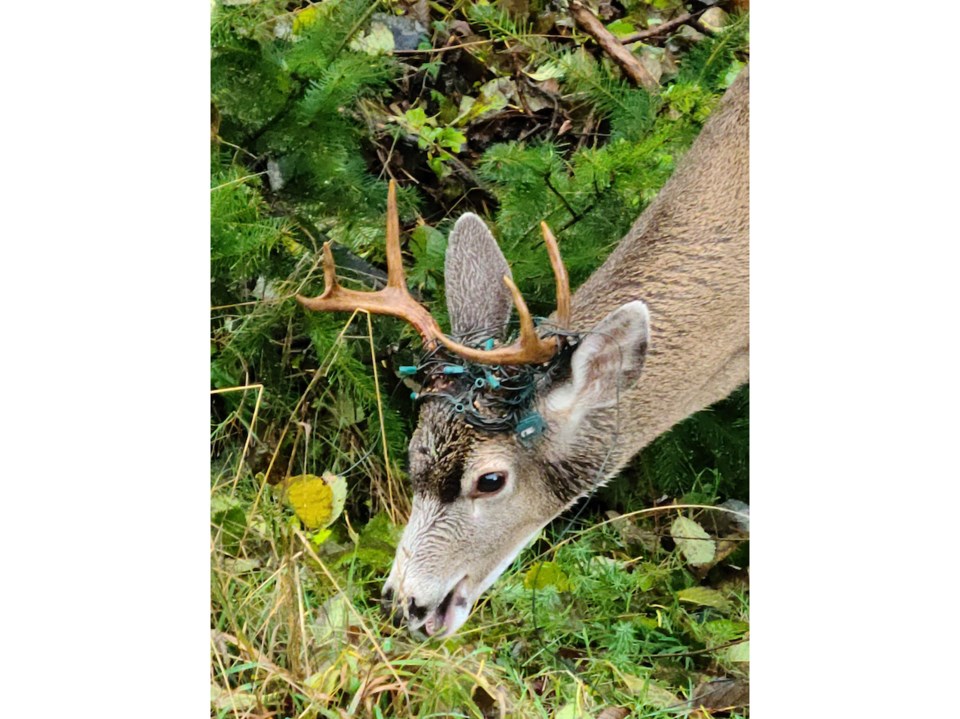 Christmas snacking away despite the lights around his antlers.