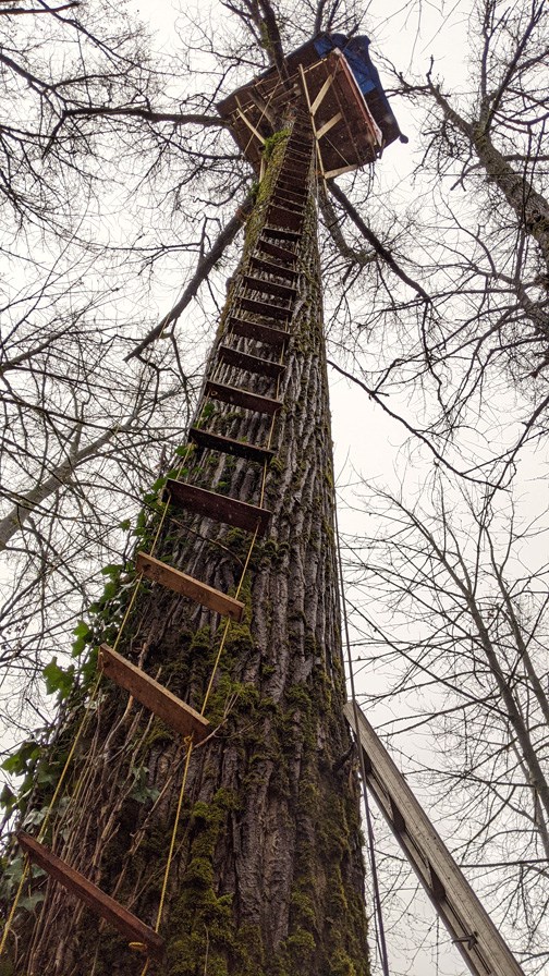 tree camp extinction rebellion trans mountain tmx