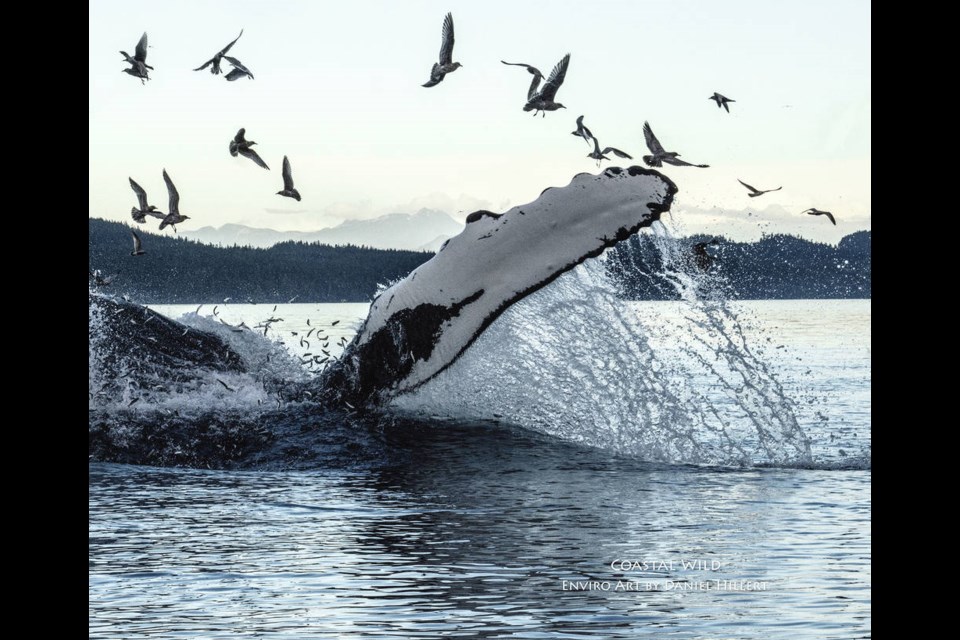 A humpback whale ­feeding, from the book Converging Waters: The Beauty and Challenges of the Broughton Archipelago. DANIEL HILLERT