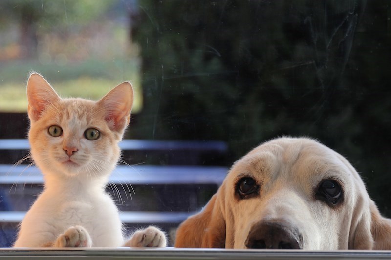 dog and cat