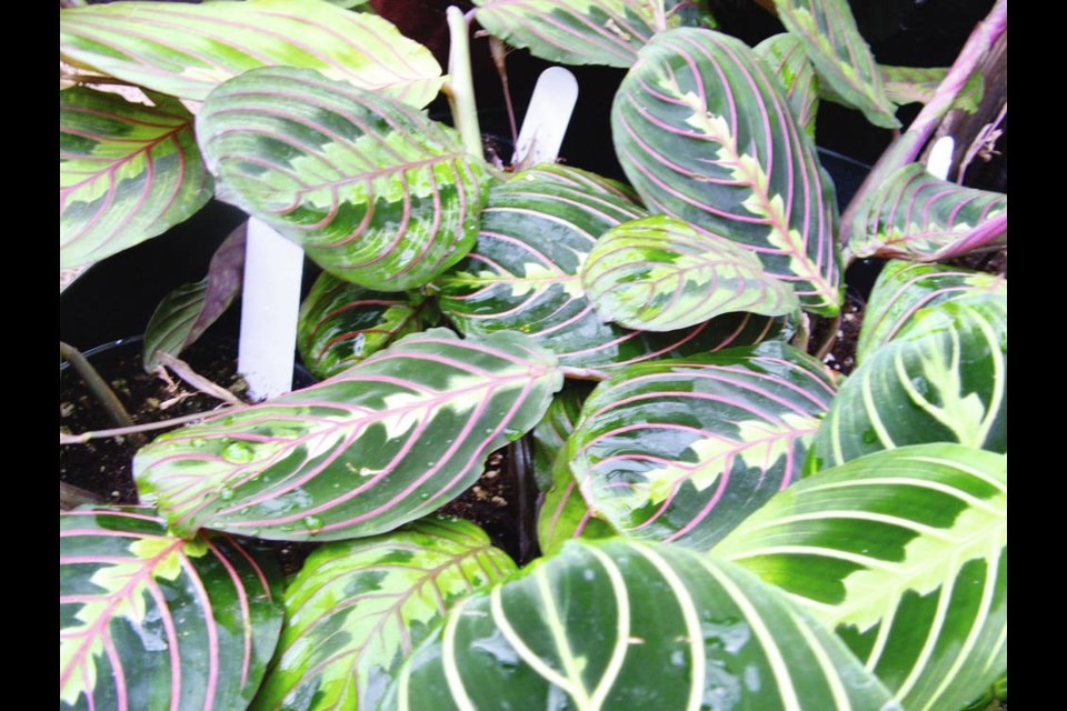 Marantas, the plants most commonly called prayer plants, are close relatives of Calathea. Helen Chesnut
