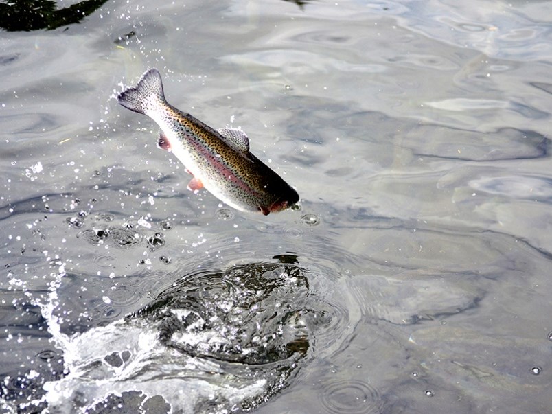 qathet fish restocking