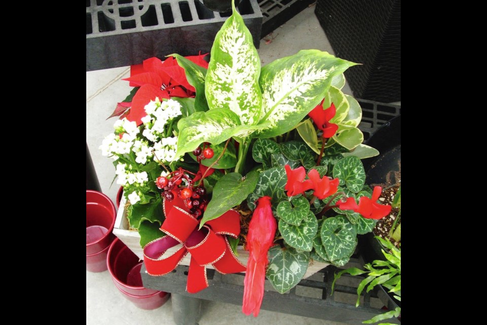 Among the Yuletide offerings this month in garden centres are seasonal dish gardens. Helen Chesnut
